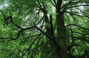 ecotherapy with antointte oshea