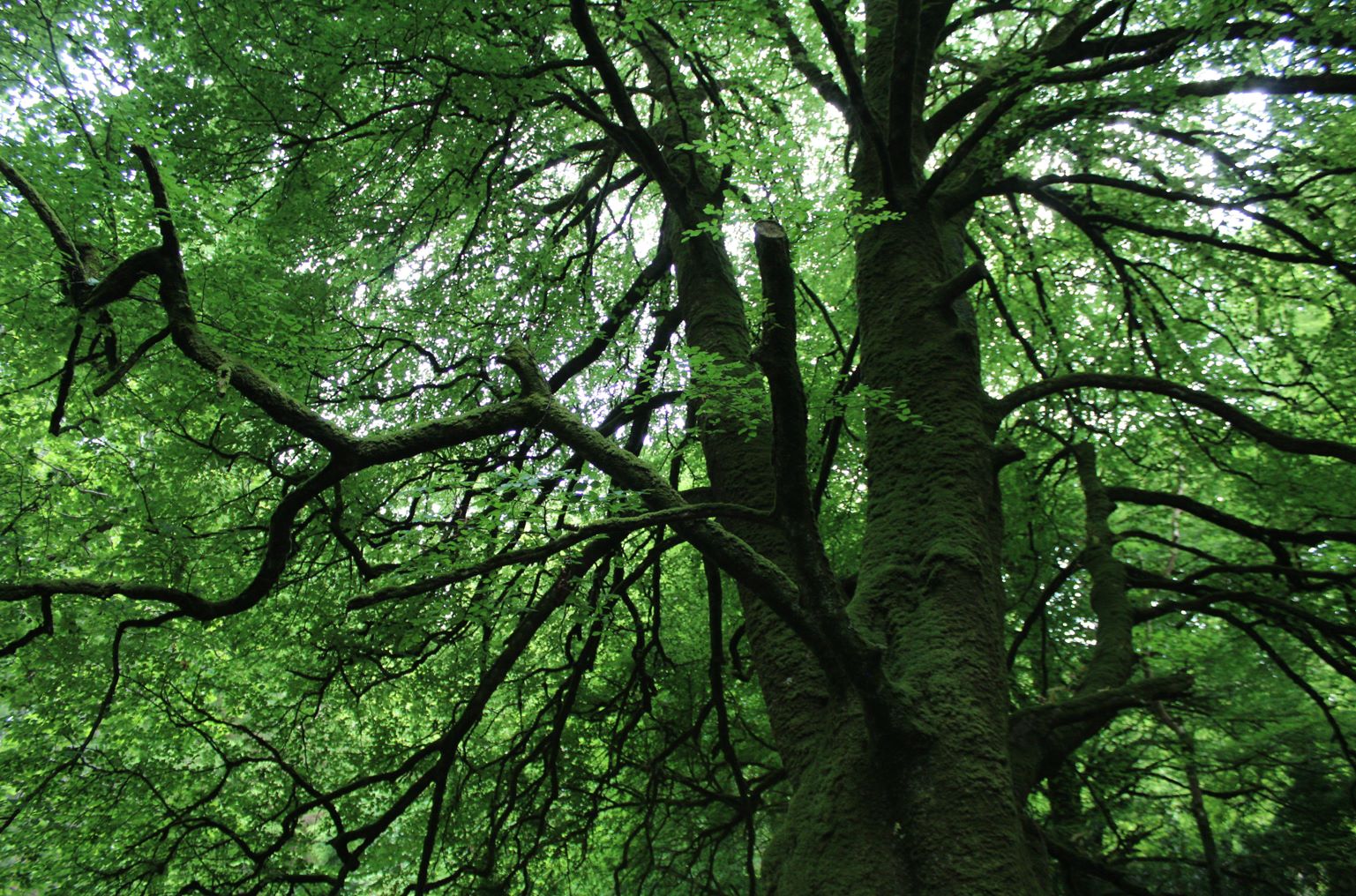 ecotherapy with antointte oshea