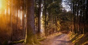 Ecotherapy with Antoinette Oshea