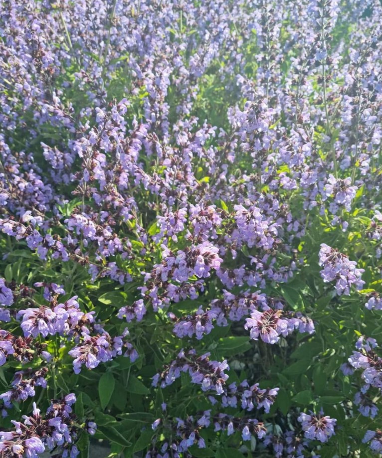 Ecotherapy with Antoinette Oshea