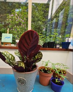 Ecotherapy with Antoinette Oshea